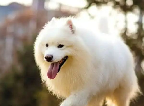 生肖狗